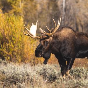 Moose